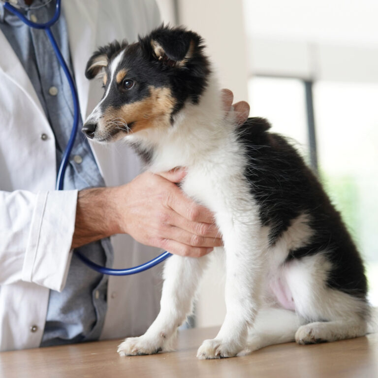 Veterinarian examining a dog